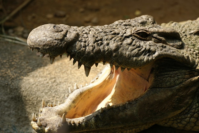尼羅鱷 Nile Crocodile