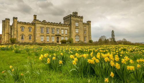 Yellow heads Another sea of daffodils, this time at Chiddingstone Castle also in Kent