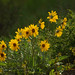 Flickr photo 'Arrowleaf Balsamroot  Balsamorhiza sagittata Sunflower Family (Asteraceae)' by: funpics 47.
