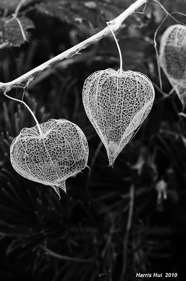 Happy Valentine's Day - Lantern Flowers BW N1306e by Harris Hui (in search of light)