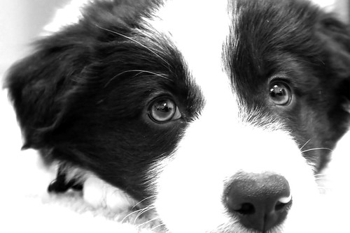 portrait bw usa dog baby white black cute eye closeup sanantonio puppy fur nose collie texas mask canine bordercollie dognationalities