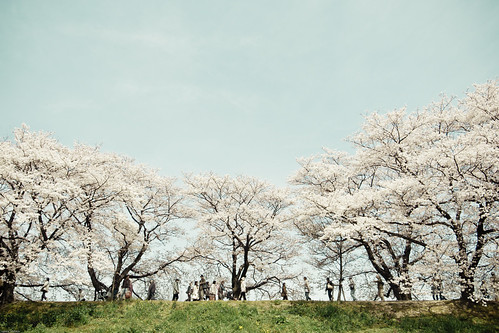 11932 - Sakura2010 #13 - Sewari blossom - by sakura_chihaya+