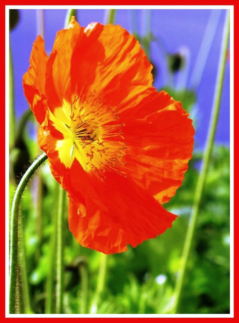 Mother Nature, The  First Poppy of California