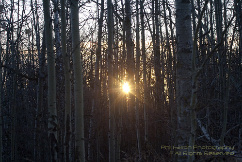 park trees sun sunrise canon woods edmonton wildlife alberta elkisland naturepark rebelxti astotinlake