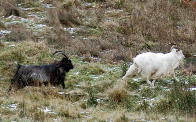 Wild Goats Glendaough
