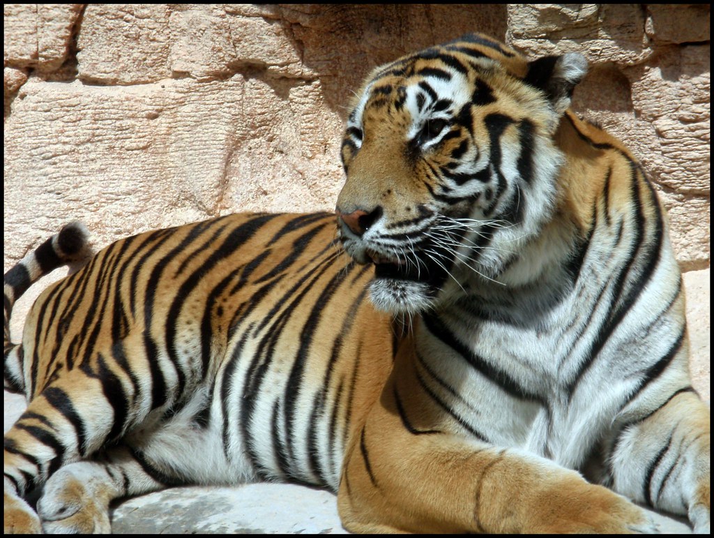 Tigre Asiático