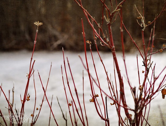 red willow along the pond