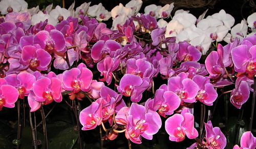 Hot Pink And White Orchid Cluster Orchid Exposition Photo Flickr hot-pink-and-white-orchid-cluster-orchid-exposition-photo-flickr