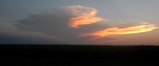Corn Field Sunset