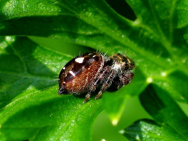 Phidippus clarus female on Parsley