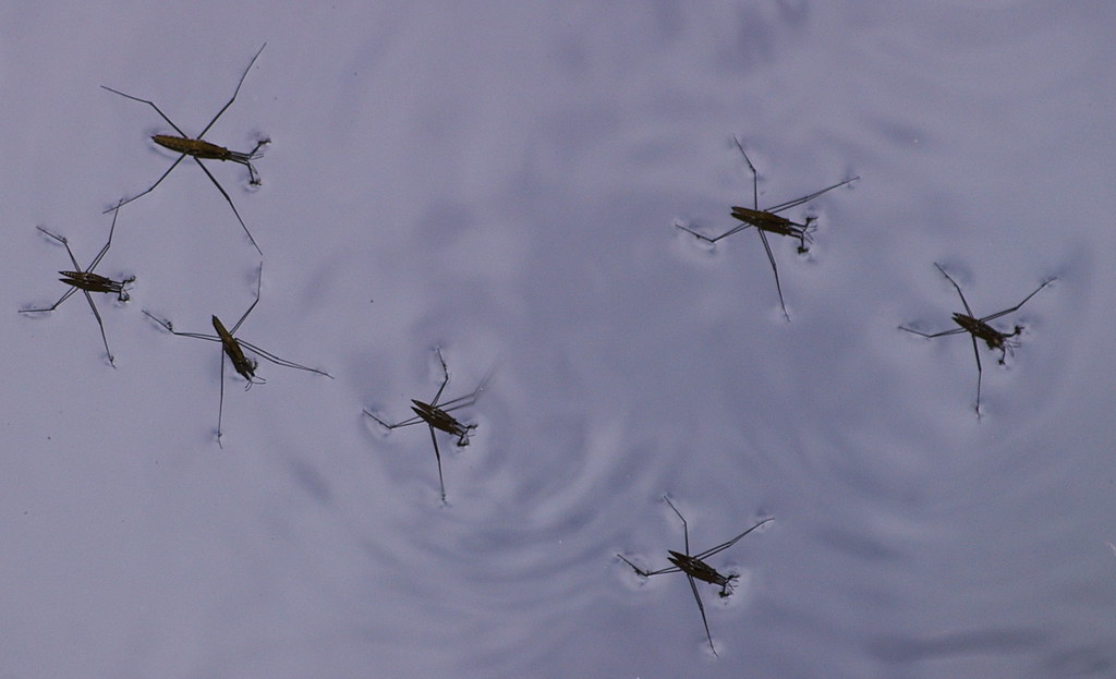 Skating Insects Pond Skating Party | Pond skaters or Water Striders (Gerris … | Flickr