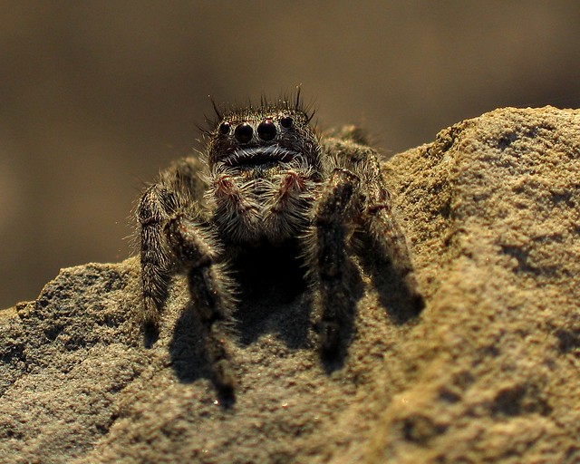 Jumping spider front view