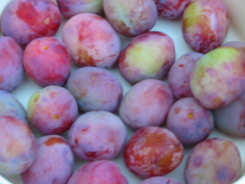 Plums Closeup | by Chrstopher