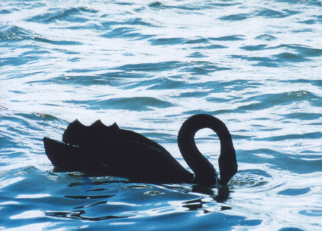 Taupo swan