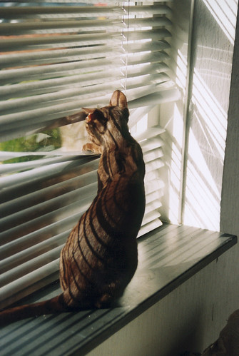 Peeking | by *Zig*