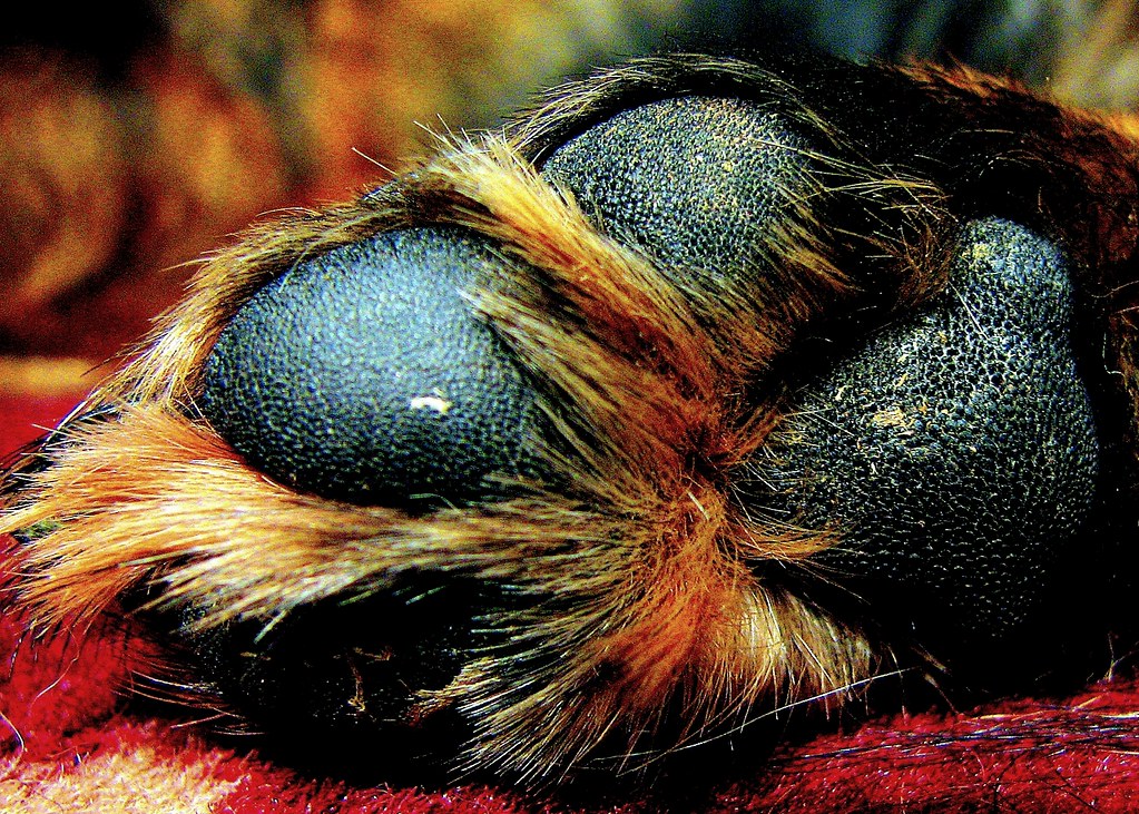 A Comprehensive Guide to Identifying Dog Fleas: What Do They Look Like? Winning meta description: What Do Dog Fleas Look Like? A Complete Guide to Identifying Them for Your Furry Friend