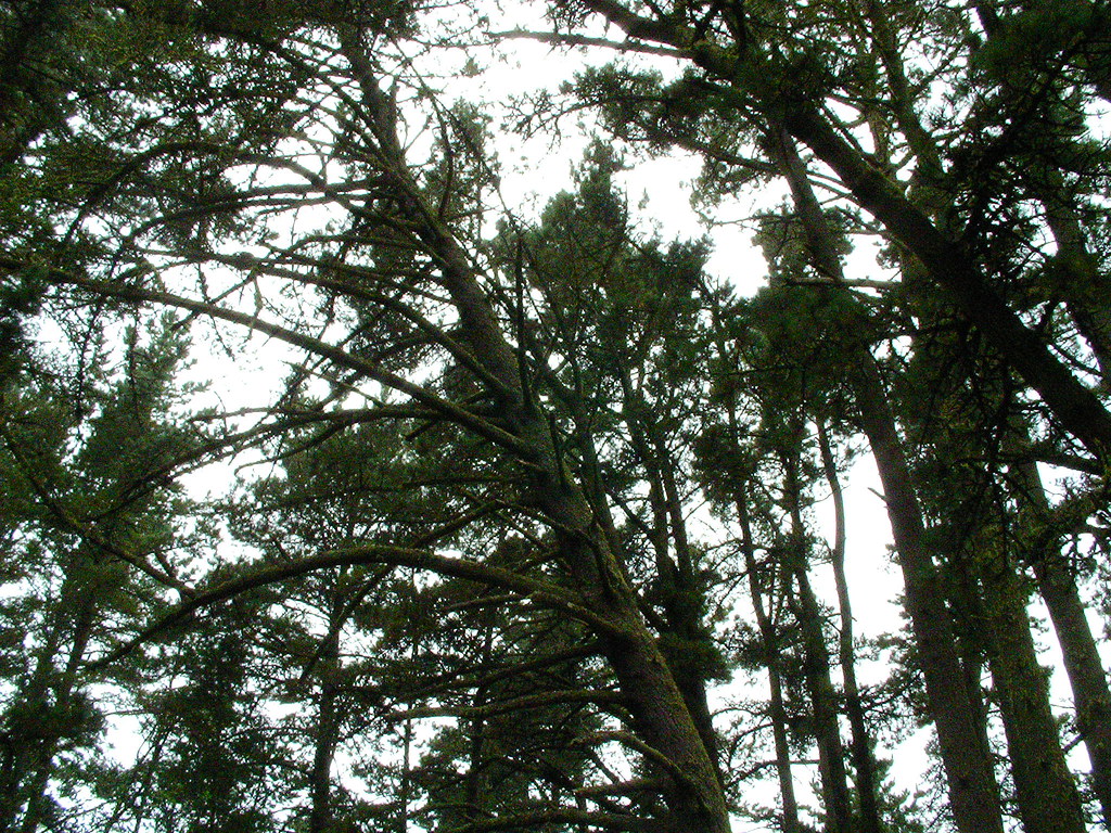 Trees