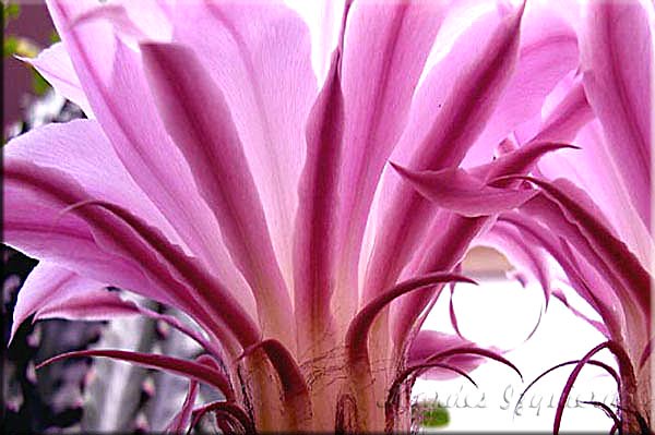Echinopsis eyriesii detalle flor al trasluz
