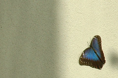 Butterflies at the Milwaukee Public Museum