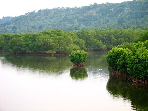 atul sabnis tagdue sakhartar ratnagiri konkan mh india flickr mangroves alone lonely isolated tree plant nature