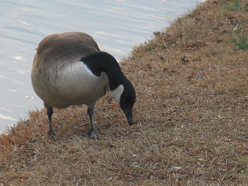 IMG_0903 by Claire DeLand ~ "GA Music Maker", sunset duck claire goose mallard canadagoose manningmill adairsvillega
