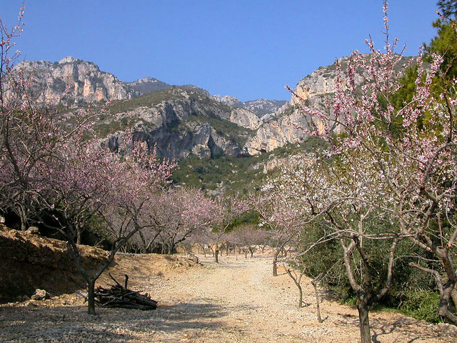 almond orchard and ElsPorts