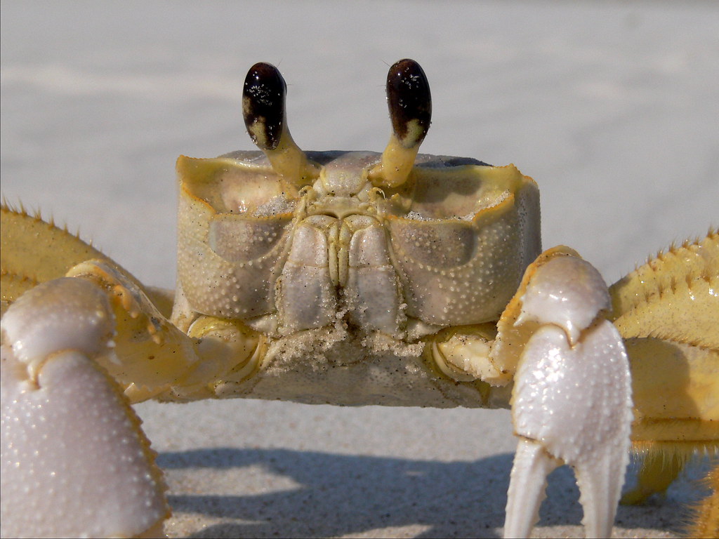Crab Closeup, A macro closeup of the crab's face. Check out…