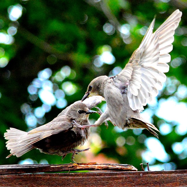 Starlings - fighting over food