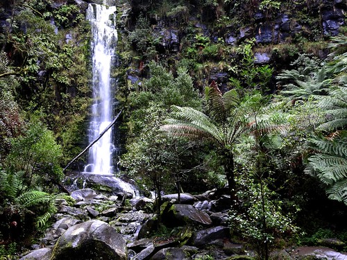 water australia victoria fungi waterfalls ferns lorne erskinefalls 201564n