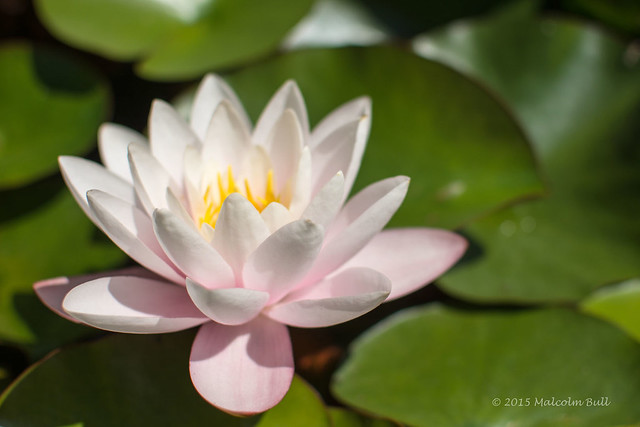 Water Lily - Monk's House (23)