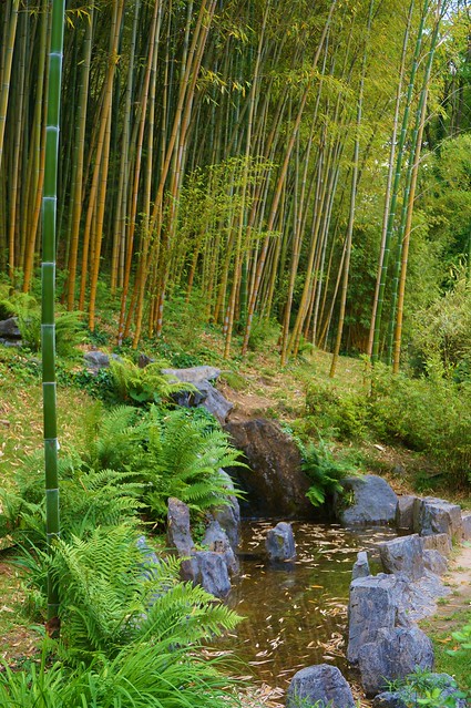 Garden pool with Bamboo