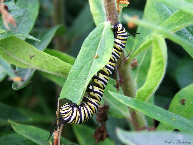 Monarch Caterpillar on Butterfly Weed #2