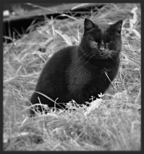 The Cat | by Dag R Thorsen