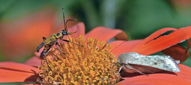 Soldier Beetle VS Mothra