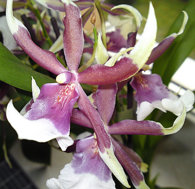 my Orchidee | have a nive day