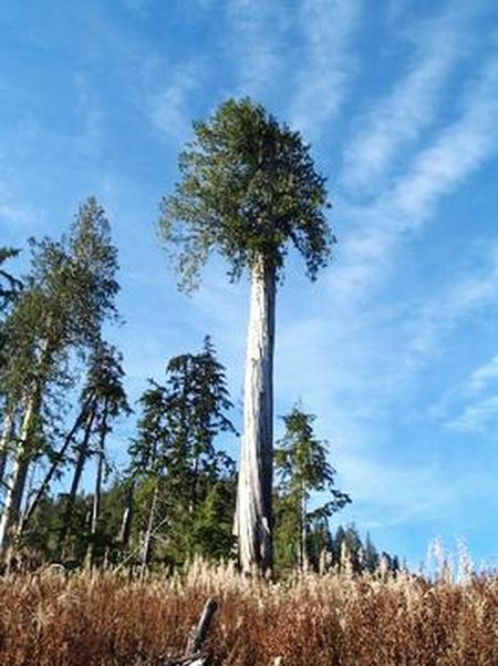 Big Tree Main, Giant Yellow Cedar - Vancouver Island, British Columbia, Canada.