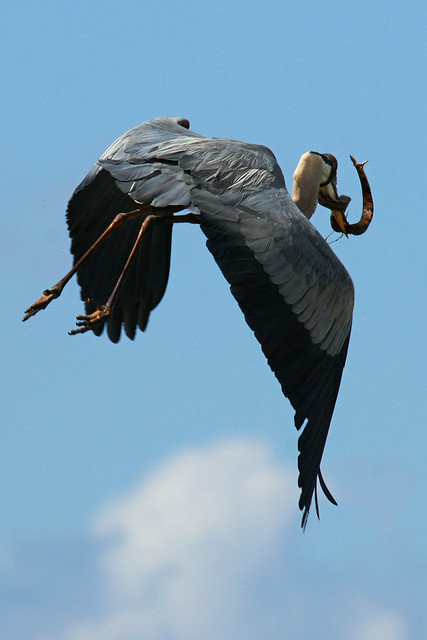 Great Blue Heron with Watersnake