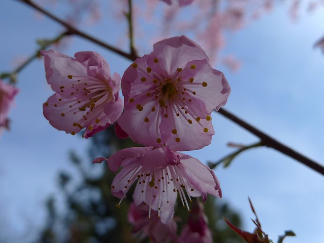Prunus kanzakura Makino