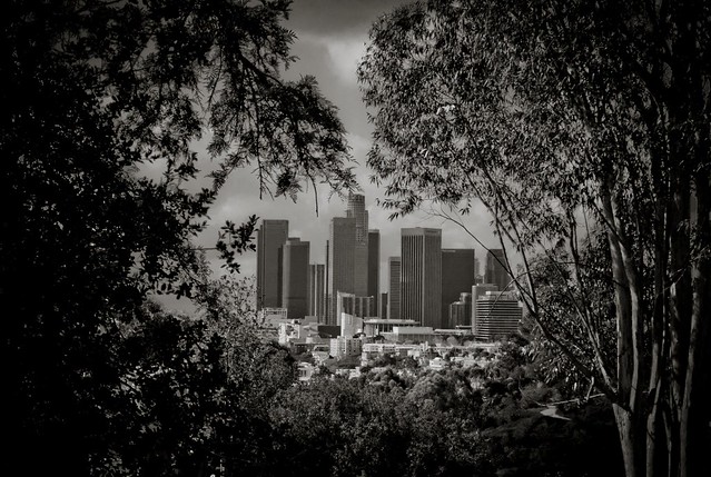 Los Angeles Skyline - tree framed