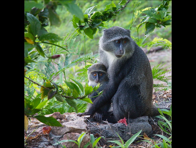 Zanzibar, le scimmiette