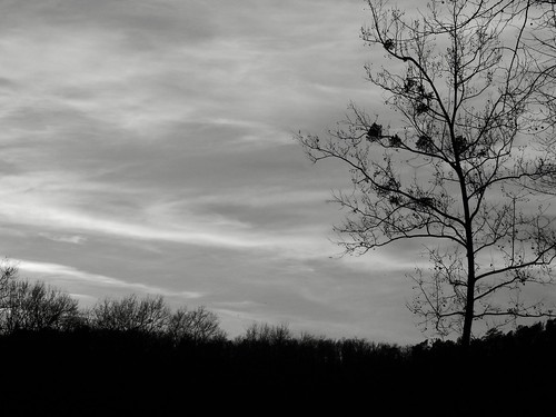 blackandwhite tree clouds branches scene arkansas ozarks 2009 norfork norforklake norforkdam