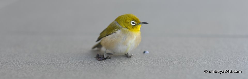 Just catching its breath before trying to fly away again.