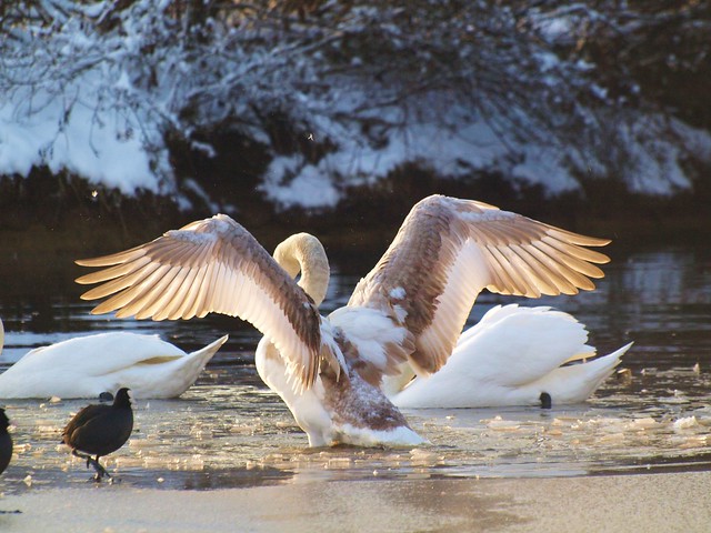 Translucend Wings in the winterly early morning sun....