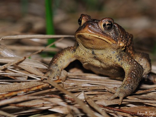 American Toad by Andrew Snyder Photography