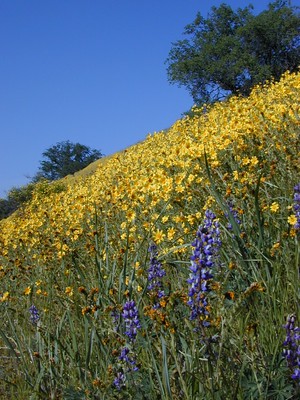 CA Wildflowers 2010