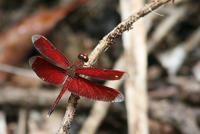 red style dragonfly