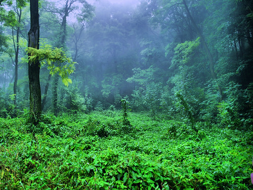 park wood morning wild color nature beautiful fog forest lviv ukraine emotional lvov hdr