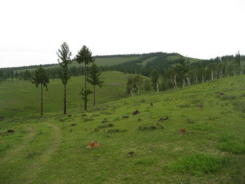 mongolia birchgrove