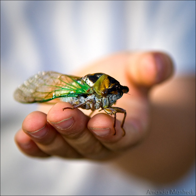 Friendly Cicada