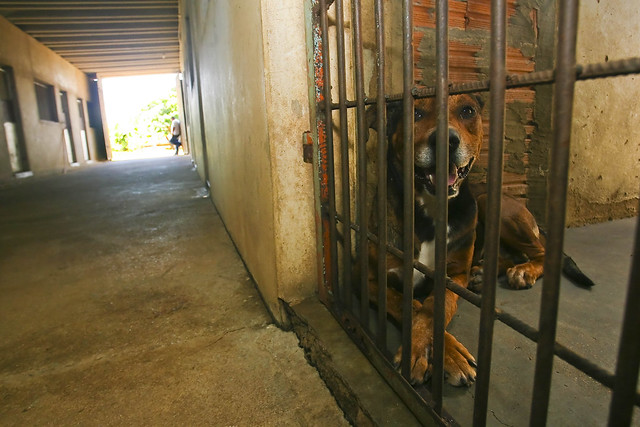 cães presos no canil municipal de Franca-SP